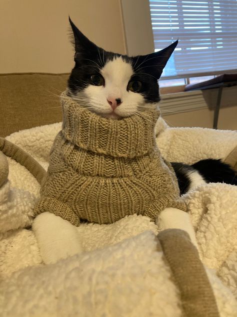 Cats In Cute Outfits, Cat Winter Clothes, Cat Clothes Aesthetic, Cats With Sweaters, Sueter Aesthetic, Cat With Sweater, Cat With Clothes, Cats Wearing Clothes, Cat Wardrobe