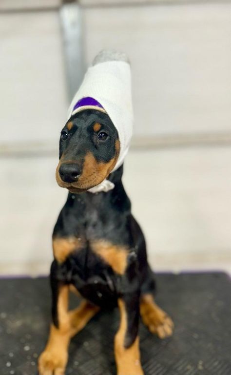 Girl 3, Doberman Pinscher raised in Medina, TN | Good Dog 3 Doberman, Doberman Pinscher Puppies, Cute Doberman, European Doberman, Doberman Pinscher Puppy, Dog Words, Good Dog, Doberman Pinscher, Baby Shark