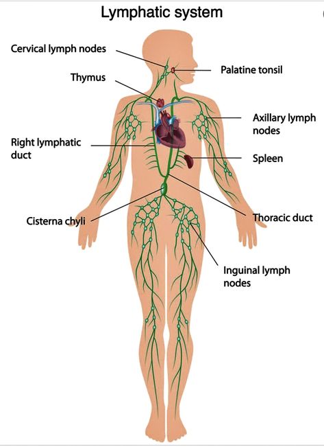 Thoracic Duct, Lymph Glands, Lymph Vessels, Lymph Fluid, Lymph System, Lymph Drainage, Skin Brushing, Western Medicine, Acne Causes