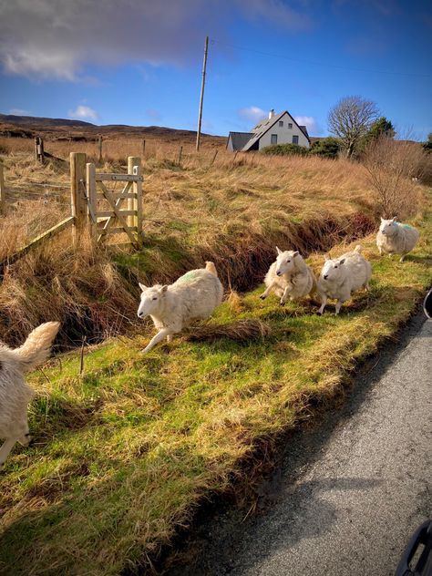 Ella Fields, Sheep Farmer, Farmer Life, Store Inspiration, Au Ideas, Northern England, Western World, Big Blue, Country Road