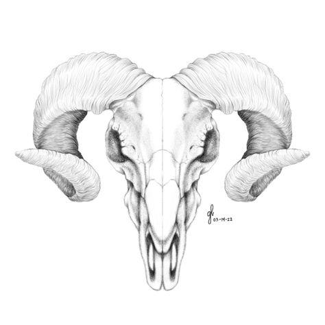 Aries Skull Drawing, Ram Chest Tattoo Female, Floral Ram Skull Tattoo, Ram Design Tattoo, Ram Skull Sketch, Ram Skull Chest Tattoo Female, Ram Neck Tattoo, Aires Ram Tattoo, Ram Skull Art