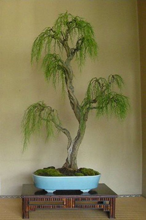 Tamarix Bonsai – An Unusual Tree | Bonsai Bark Weeping Bonsai, Buy Bonsai Tree, Garden Bonsai Tree, Indoor Bonsai Tree, Bonsai Tree Types, Bonsai Tree Care, Japanese Tree, Indoor Bonsai, Bonsai Art