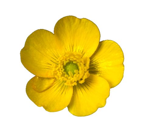 Buttercup. Ranunculus acris. Pretty Flower Names, Pregnancy Belly Photos, Buttercup Flower, E Flowers, Transparent Flowers, Flower Names, Dungeons And Dragons Characters, Watercolor Sunflower, Button Flowers