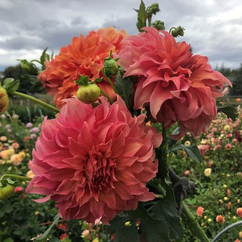 Another variety in the series of Dinner Plates we grow, Mango Madness is a true gem. These 10" blooms display beautiful shades of orange, copper and smokey tangerine, making them a true eyecatcher. Be sure to stake plants. Mango Madness Dahlia, Apricot Garden, Grow Mango, Plant Knowledge, Dahlia Bulbs, Flower Shopping, Orange Copper, Flower Hat, Brown Flowers