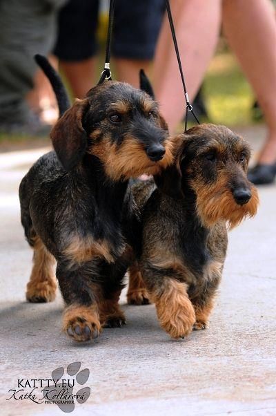 By Kattty Kollárová. Wirehaired Dachshund, Doxie Puppies, Dachshund Funny, Wire Haired Dachshund, Weiners, Fox Terriers, Weenie Dogs, Dachshund Lovers, Dachshund Puppies