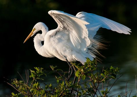 Bird Profile, Heron Photography, Wings Bird, White Heron, Heron Bird, Great Egret, Coastal Birds, Bird Wings, Herons