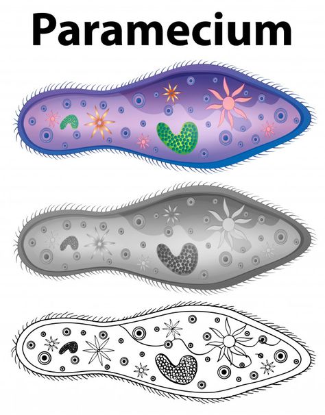 Paramecium Diagram, Frame Border Design, Poster Background, Cole Haan Zerogrand Oxford, Background Banner, Vector Photo, Image Illustration, Biology, Graphic Resources