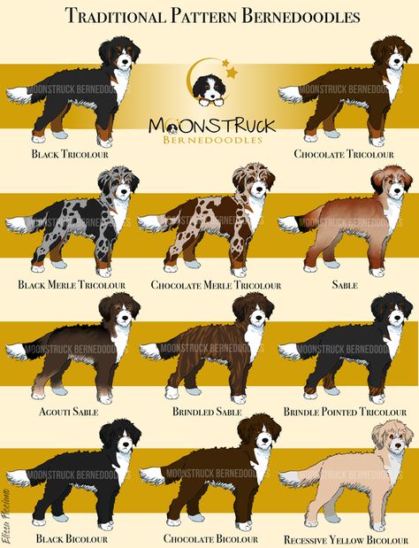 Bernedoodles Explained Mini Bernedoodle Merle, Cute Bernedoodle, Bernedoodle Drawing, Brown Bernedoodle, St Bernadoodle, Mini Bernedoodle Haircut Styles, Bernadoodle Haircuts, Bernedoodle Haircut Styles, Bernadoodle Mini