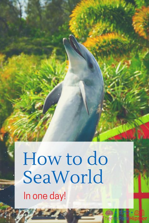 My best ways to do SeaWorld in one-day! A perfect itinerary for you 😀 #seaworld Florida Trips, Florida Adventures, Seaworld Orlando, Orlando Parks, Orlando Travel, Disney Orlando, World Days, Family Vacation Destinations, Downtown Disney