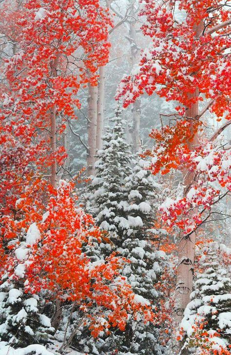 Utah fall\winter Utah October, Utah Fall, Utah Landscape, Cedar City Utah, Landscape Winter, Cellphone Background, Background Phone, Beautiful Scenery Photography, Thanksgiving Images