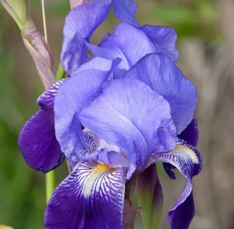 Características y cuidados del Iris germanica | Blog Garden Center Ejea Beautiful Gardens Landscape, Grasses, Garden Center, Secret Garden, Beautiful Gardens, Garden Landscaping, Blue Flowers, Plants, Drawings