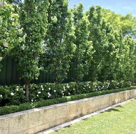 Front Yard Landscaping Hedges, Ornamental Pear Tree Screen, Gardenia Florida Hedge, Ornamental Pear Tree Landscaping, Ornamental Pear Tree Driveway, Screening Landscape Design, Tree Hedges Privacy Screens, Gardenia Hedge Garden Design, Long Fence Landscaping