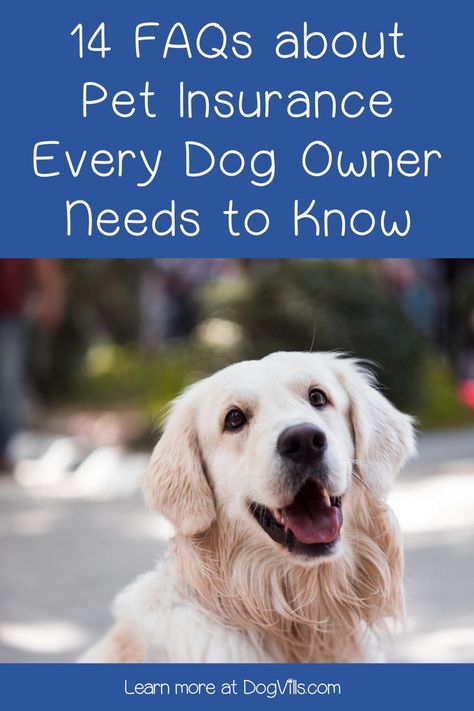 Pet insurance for dogs can be complicated! It's almost as tricky as shopping for human insurance! These 14 FAQs can help you make sense of it all! Pet Insurance Dogs, Dog Training Books, Reactive Dog, Dog Insurance, Dog Health Tips, Group Of Dogs, Bad Behavior, Dog Health Care, Dog Safety