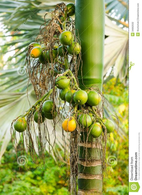 Areca Catechu, Palm Trees Garden, Areca Nut, Fruit Nutrition, Betel Nut, Tree Species, Sustainable Agriculture, How To Grow Taller, Exotic Fruit