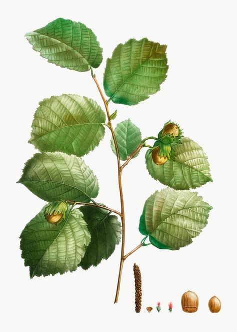 Hazelnut Plant, Botany Prints, Tree Branch Tattoo, Corylus Avellana, Hazelnut Tree, Branch Tattoo, Branch Vector, Landscape Tattoo, Botanical Artwork