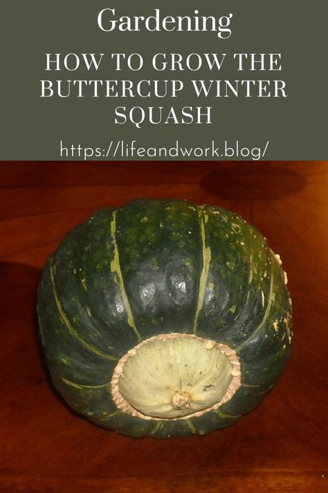 How to Grow The Buttercup Winter Squash Growing Honeynut Squash, Buttercup Squash Recipe, Growing Winter Squash, Garden Schedule, Squash Butternut, Potato Substitute, Buttercup Squash, Squash Plant, Antelope Valley