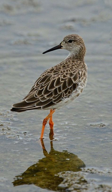 Sandpiper Bird, Shore Birds, Coastal Birds, Water Birds, Shorebirds, Bird Watcher, Bird Silhouette, All Birds, Maize