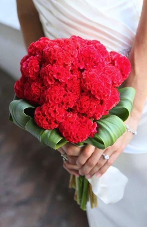 Amazing Bridal Bouquet Comprised Of Red Celosia (Cock's Comb, Coxcomb) + Green Foliage Daisy Wedding Flowers, Country Wedding Flowers, Wedding Flowers Hydrangea, Lavender Wedding Flowers, Bright Wedding Flowers, Pastel Wedding Flowers, Simple Wedding Flowers, Cheap Wedding Flowers, Tropical Wedding Flowers