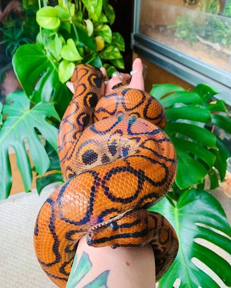 Brazilian Rainbow Boa Enclosure, Boa Enclosure, Bora Bill, Brazilian Rainbow Boa, Irl References, Snake Pet, Danger Noodle, Cute Reptiles, Pet Snake