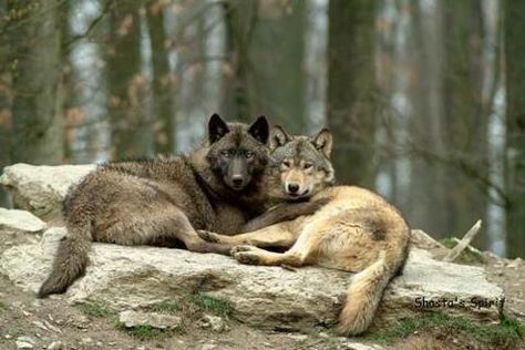 Wolves mate for life ... man could learn a lot from the animal world! Werewolf Au, Regard Animal, Wolf Dogs, Wolf World, Wolf Photos, Wolf Love, Wild Wolf, Wolf Pictures, Wolf Spirit