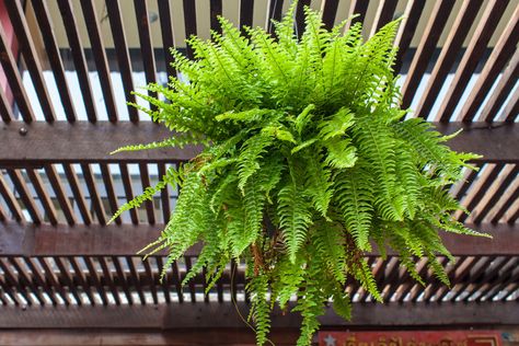 Pet Safe Plants for Dogs and Cats - Boston Fern Water Ferns, Hanging Ferns, Plants That Attract Butterflies, Ferns Care, Types Of Ferns, Boston Fern, Best Perennials, Smart Garden, Air Purifying Plants