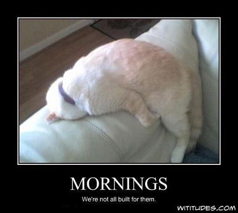 Funny Morning, Hate Mornings, Morning Cat, Not A Morning Person, Monday Humor, Fraggle Rock, Morning Person, Friday Humor, Morning Pictures