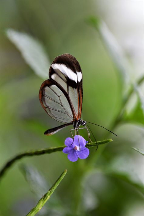 Greta Oto, Heaven Photography, Glasswing Butterfly, Seventh Heaven, Seven Heavens, Ethereal Art, Cute Animal Pictures, Animal Pictures, Moth