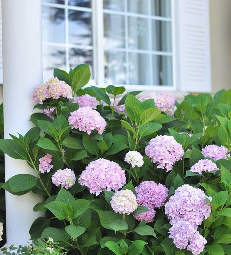 How to grow hydrangeas Front Yard Hydrangea, Hydrangea Landscaping, Gardening Diy, Blue Hydrangeas, Hydrangea Garden, Have Inspiration, Pine Needles, Summer Blue, Diy Life