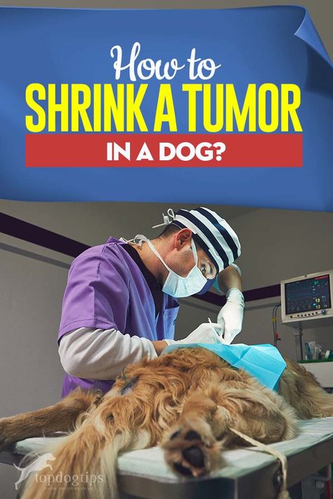 How to Shrink a Tumor in a Dog: Your 4 Options and Their Effectiveness Mast Cell Tumor Dogs, Tumors On Dogs, Dog Brand, Dog Remedies, Outside Dogs, Medication For Dogs, Oils For Dogs, Dog Brain, Dog Tips