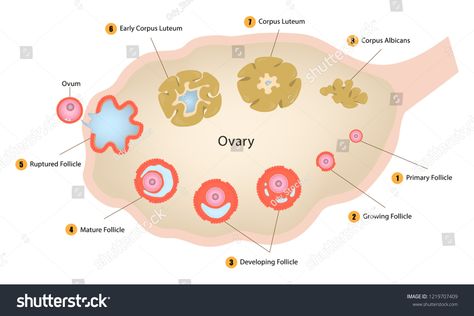 Ovarian Cycle, Egg Cell, Corpus Luteum, Biology Notes, Graphic Design Art, Royalty Free Photos, School Work, Activities For Kids, Design Art