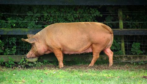 Tamworths offer a perfect package of good temperment, hardiness, and great taste. Tamworth Pig, Pig Ideas, Raising Pigs, Pig Breeds, Hobby Farming, Raising Farm Animals, Pig Illustration, Livestock Farming, Tamworth