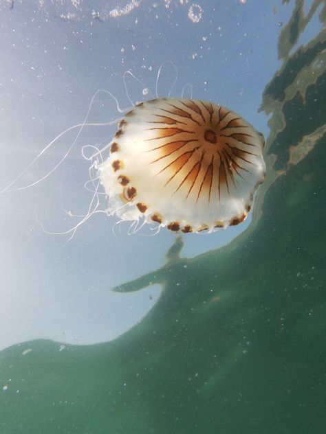 Compass Jellyfish, Jellyfish, Compass, Dandelion, Celestial Bodies, Plants, Flowers