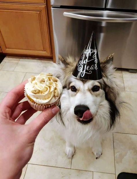 Apple Pumpkin Pupcakes with Maple Frosting | Recipe Homemade Dog Cupcakes, Maple Frosting Recipe, Peanut Butter Bacon, Doggy Birthday, Maple Cream Cheese Frosting, Dog Cake Recipes, Maple Cream Cheese, Silicone Cupcake Liners, Maple Frosting