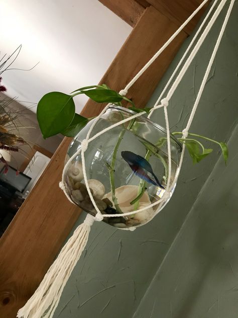 Office Desk Fish Bowl, Wall Fish Bowl, Fish Bowl In Bedroom, Pet Fish Bowl Aesthetic, Aesthetic Fish Bowl Ideas, Cute Fish Bowl Ideas, Fish Bowl Ideas Decorations, Fish Bowl Aesthetic, Betta Fish Bowl Ideas