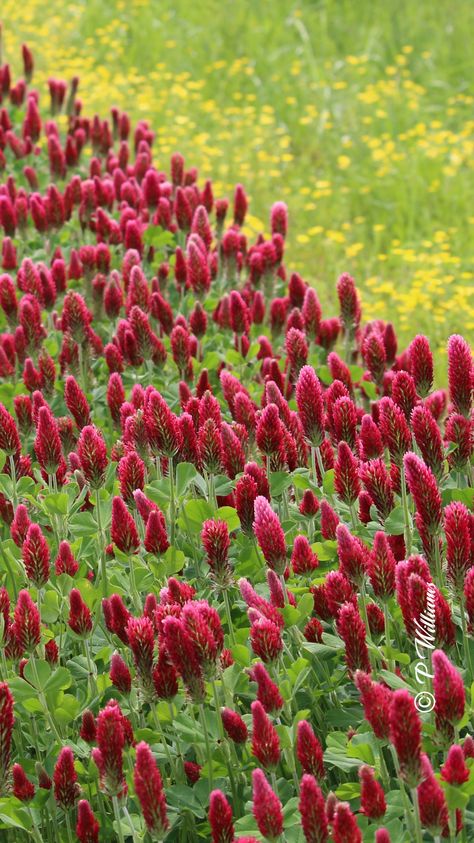 Red Clover and Yellow Wildflowers Red Clover Field, Clover Field, Red Wildflowers, Country Colors, Easter Eggers, Rhode Island Red, Yellow Wildflowers, Red Clover, Garden Life