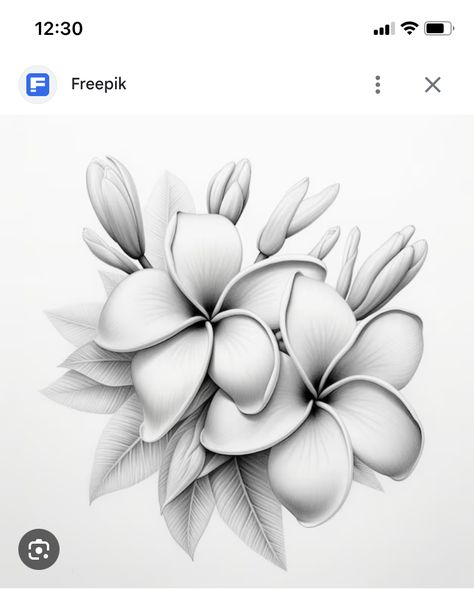 Bali Flowers Tattoo, Plumeria Tattoo Stencil, Bali Flower Tattoo, Frangipani Drawing, Tropical Flower Tattoo, Fiori Frangipani, Plumeria Flower Tattoos, Frangipani Tattoo, Tropical Flower Tattoos