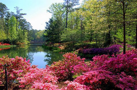 Calllaway Garden. 11 Breathtakingly Beautiful Gardens You Need To Visit This Spring Callaway Gardens, Azaleas Garden, Gardens Of The World, Pine Mountain, Most Beautiful Gardens, Garden Show, Public Garden, Gorgeous Gardens, The Flowers