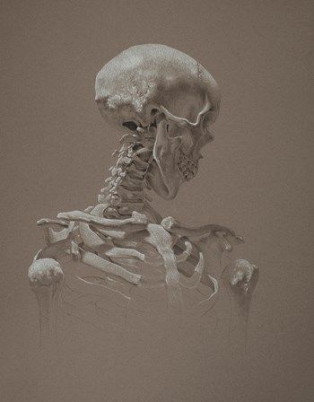 Skull Sketch, Teacher And Student, Master Drawing, Skeleton Art, White Pencil, Skull Drawing, Toned Paper, Graphite Drawings, Scary Art