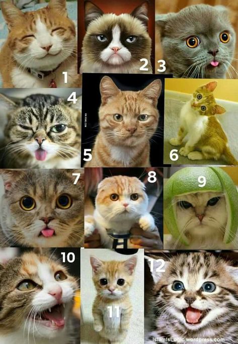 Cat Scale Mood, On A Scale Of Cat How Are You Feeling Today, What Cat Are You Today, Which One Are You Feeling Today Meme, Which Cat Are You Today, What Mood Are You Today, Mood Scale Funny, Which Cat Are You, Kitty Hacks