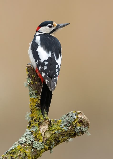 Pic epeiche. 500px.com Woodpecker Bird, Great Spotted Woodpecker, Birds For Kids, Black Swans, Spotted Woodpecker, Nature Journaling, Parrot Pet, Animal Pins, Animal Reference