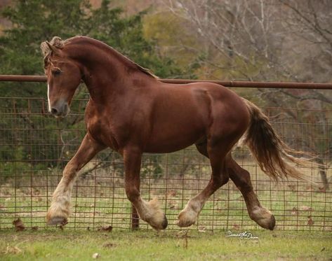 Belgian Draft Horse, All Horse Breeds, Horse Coat Colors, Horse Anatomy, Horse Aesthetic, Most Beautiful Horses, Appaloosa Horses, Friesian Horse, Horse Crazy