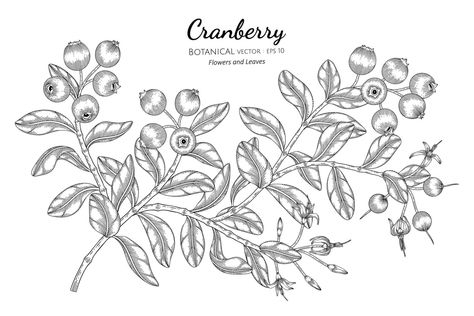 Cranberry Branch, Fruit Line Art, Branch Drawing, Cranberry Fruit, Branch Tattoo, Botanical Drawing, Botanical Drawings, Botanical Illustration, Premium Vector