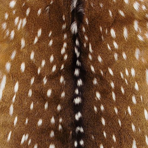 Axis Deer Hide Axis Deer Hide, Axis Deer, Deer Hide, Brown Aesthetic, Autumn Aesthetic, Brigitte Bardot, Western Decor, Custom Upholstery, Fall Vibes