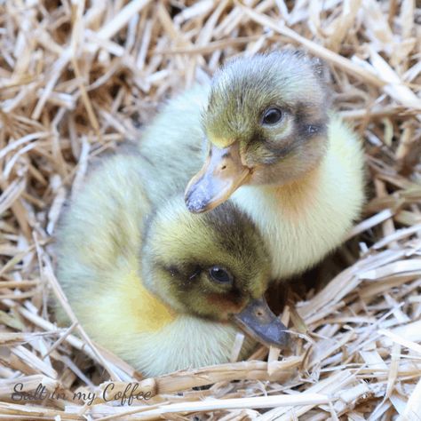 Duckling Pictures, Keeping Ducks, Fluffy Duck, Duck Painting, Raising Ducks, Duck Family, Duck Pictures, Be Friendly, Cute Ducklings