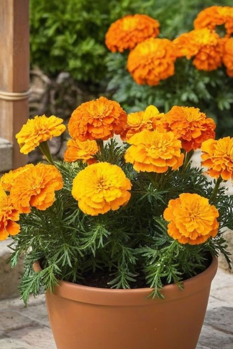 Discover the simple steps on how to grow marigolds from seeds and add a vibrant burst of color to your garden! Marigolds are easy to grow, making them perfect for beginners. Whether you choose French marigolds, African marigolds, or signet marigolds, these cheerful flowers will brighten up any space. Starting from seeds allows you to witness the entire growth process - from tiny sprouts to beautiful blooms. Grow Marigolds From Seed, African Marigold Flowers, Vege Garden, Growing Marigolds, Kitchen Patio, Outdoor Kitchen Patio, Marigold Flower, Autumn Flowers, Garden Soil