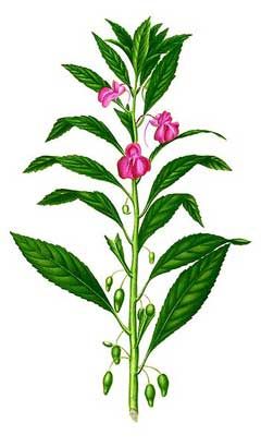 Impatiens balsamina Rose Balsam, Spotted snapweed, Touch-Me-Not, Garden Balsam Impatiens Balsamina, Clay Soil, Male And Female, Wikimedia Commons, Soil, Plant Leaves, Insects, Canning, Plants