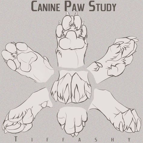 Canine Paw Study/Angles/Tutorial by TIFFASHY on DeviantArt Paw Drawing, Wolf Sketch, Canine Drawing, Wolf Paw, Dog Anatomy, Výtvarné Reference, Animal Study, 강아지 그림, Canine Art