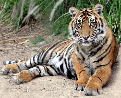 Tiger Spirit Animal, Tiger Facts, Yggdrasil Tree, Sumatran Tiger, Tiger Pictures, Body Photography, Tiger Art, Majestic Animals, A Tiger