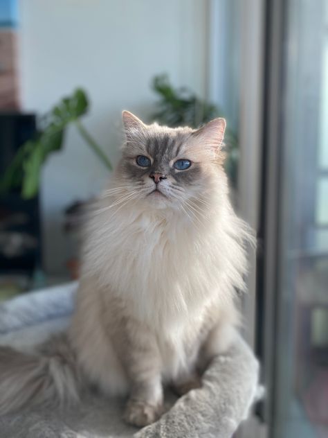 Female blue lynx point ragdoll Lynx Point Ragdoll, Blue Point Ragdoll, Ragdoll Cats, Blue Point, Ragdoll Cat, Lynx, Cat Gif, Thor, Vision Board