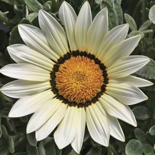 Gazania Rigens, Gazania Flowers, Sunny Garden, Big Kiss, Big Flowers, Ground Cover, Caicos Islands, Garden Seeds, White Flower